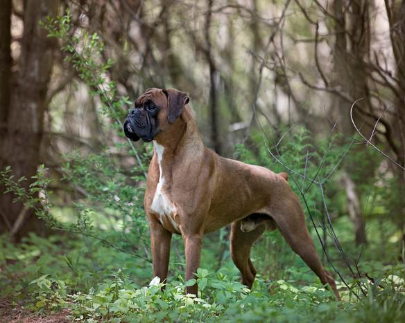 BOXER PUPPIES FOR SALE NEAR ME